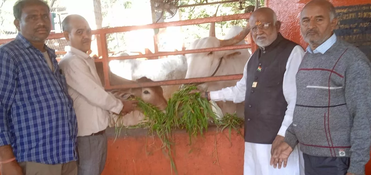 गौशाला में भक्तों द्वारा चारा और सब्जियाँ अर्पित करते हुए सेवा