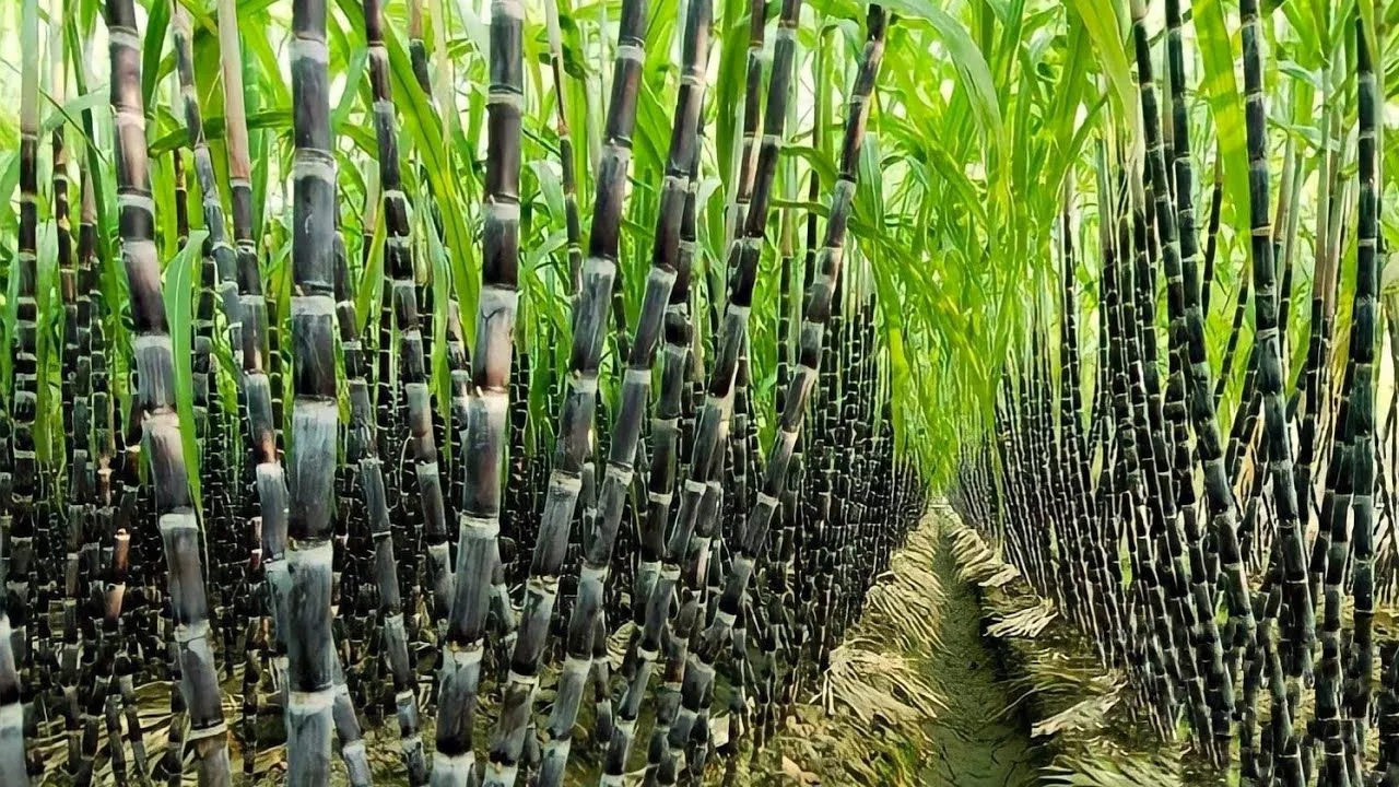 गन्ने की घटती फसल, किसानों को धान की ओर बढ़ने का दबाव