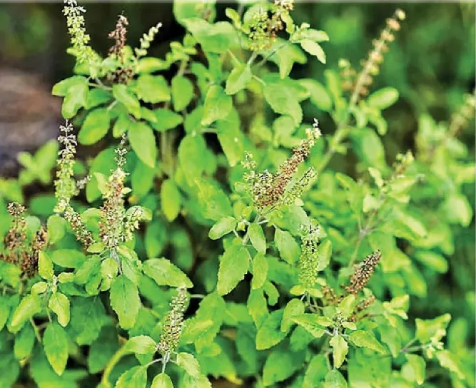 लियोनेल मेस्सी केरल में होने वाले आगामी फुटबॉल मैच की खबर पर उत्साहित प्रशंसक