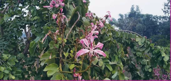 कोविदार वृक्ष का पौराणिक महत्व और देववृक्ष रूप में मान्यता