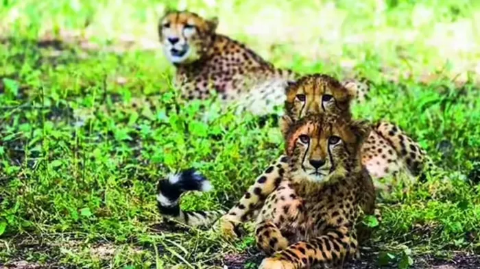 कुनो पार्क में चीता शावक की मौत