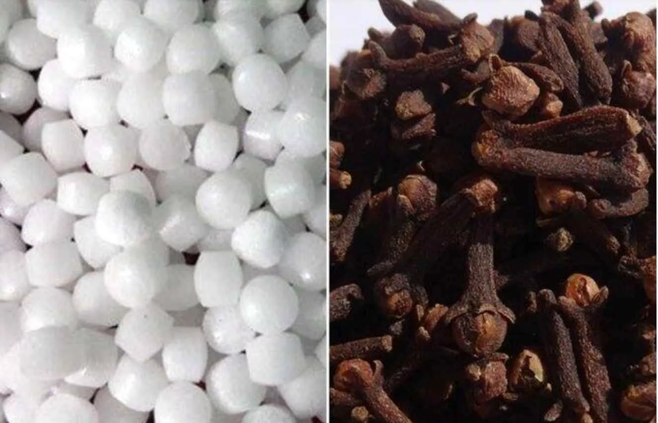 मंगलवार को लौंग और कपूर जलाते श्रद्धालु