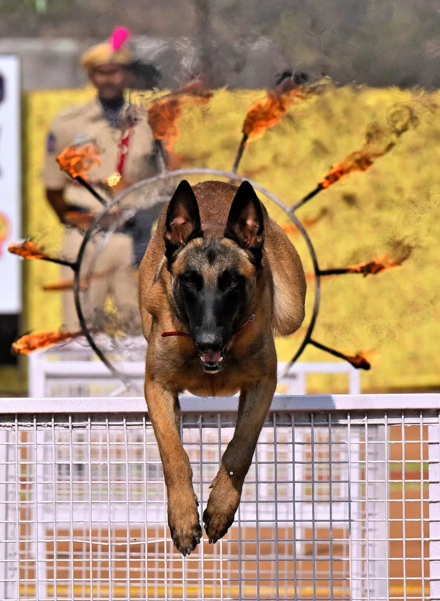 पुलिस डॉग्स दीक्षांत परेड में सलामी लेते अधिकारी