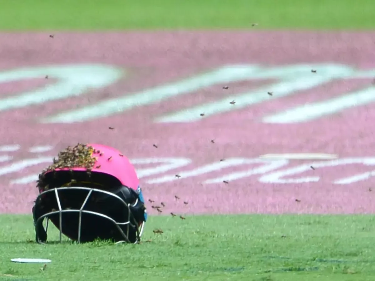 उन्नाव क्रिकेट मैच में मधुमक्खियों का हमला, अंपायर की मौत