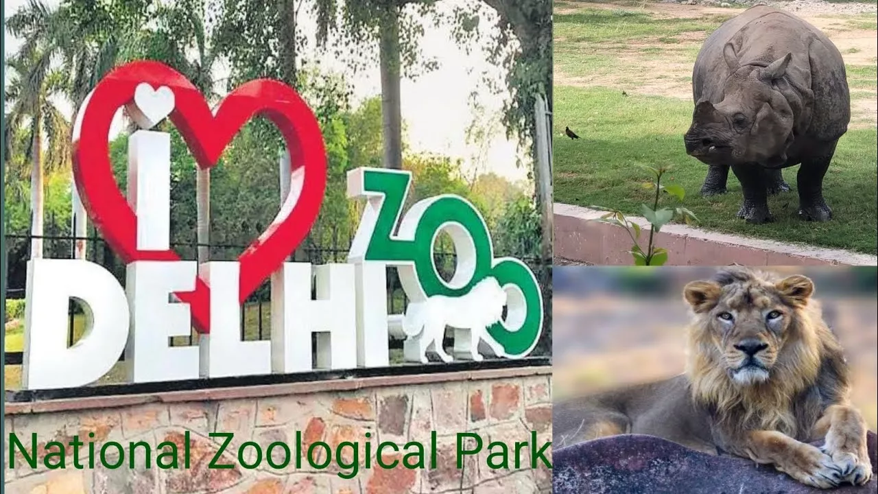 दिल्ली चिड़ियाघर में बाघ का दृश्य