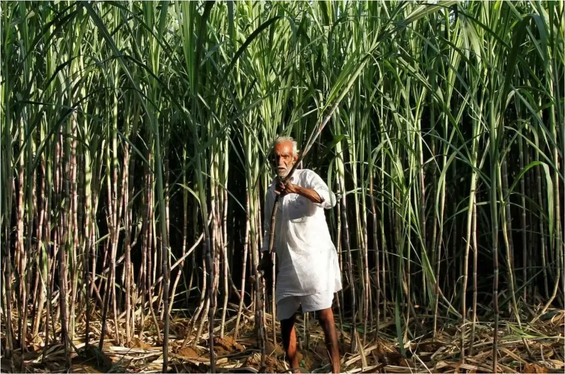 गन्ना खेत में काम करते किसान
