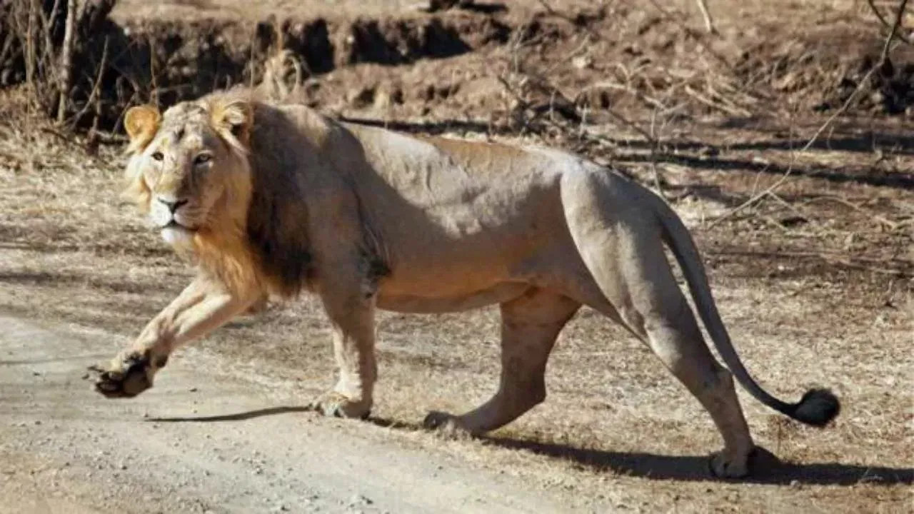 गिर अभयारण्य में घूमता एशियाई शेर