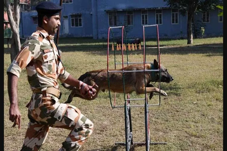 भारत-तिब्बत सीमा पुलिस (आईटीबीपी) के विशेष रूप से प्रशिक्षित कुत्ते खेल-खेल में बारूद और विस्फोटक पदार्थों