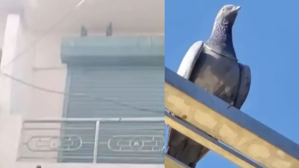 सोने की चेन गले में डाले बैठा कबूतर