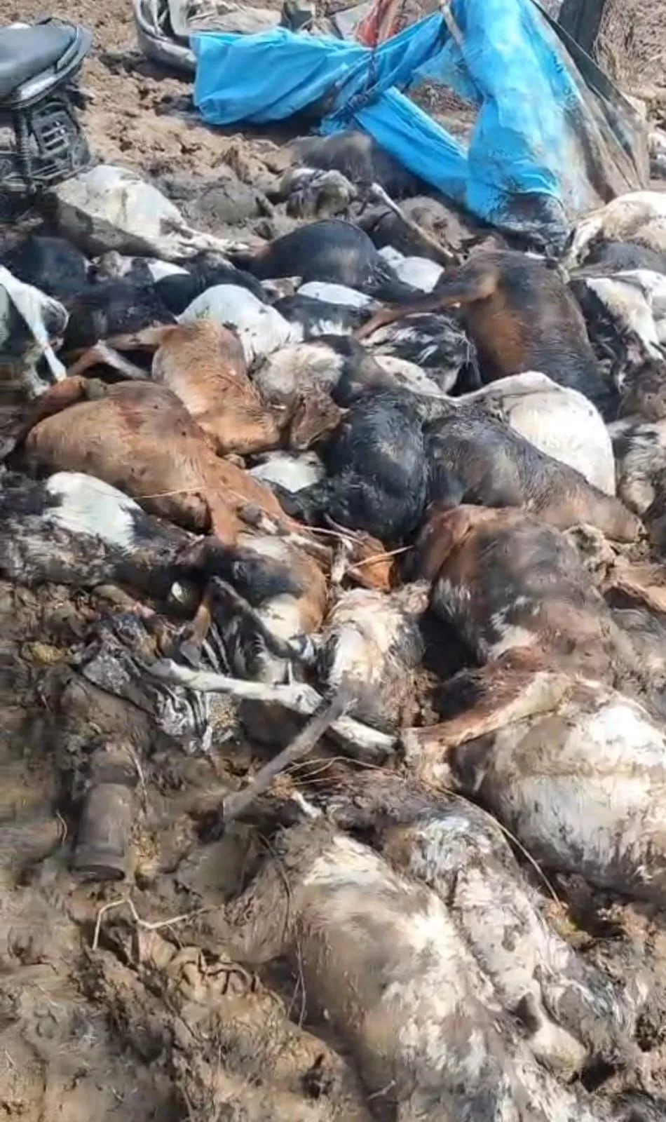 बारिश से मृत बकरियों का दृश्य विकाराबाद में