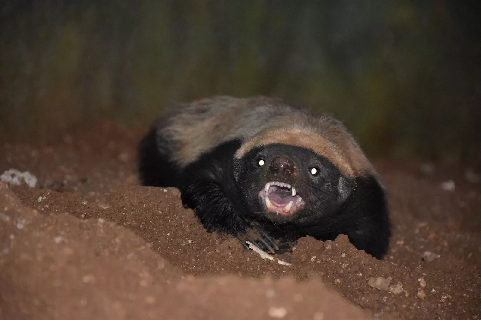 रेहान ने जन्मदिन पर हनी बैजर को गोद लिया