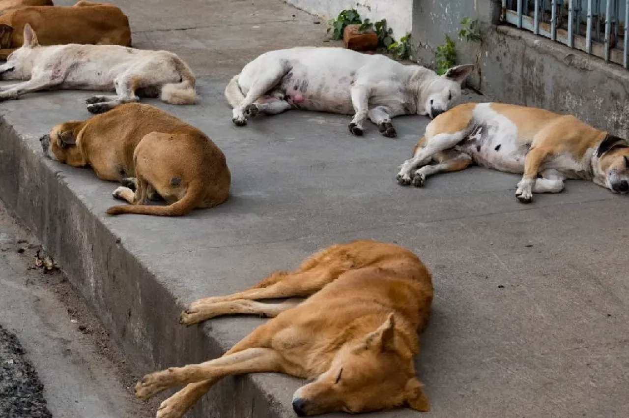 आवारा कुत्तों के मामले की जांच करती पुलिस