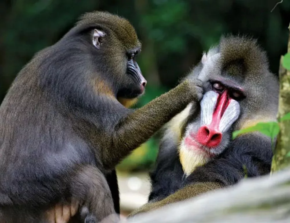 हैदराबाद चिड़ियाघर में नए मैन्ड्रिल शामिल, दर्शकों के लिए खुले