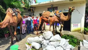 दक्षिण दिल्ली में ऊंटों से शराब तस्करी, शख्स गिरफ्तार