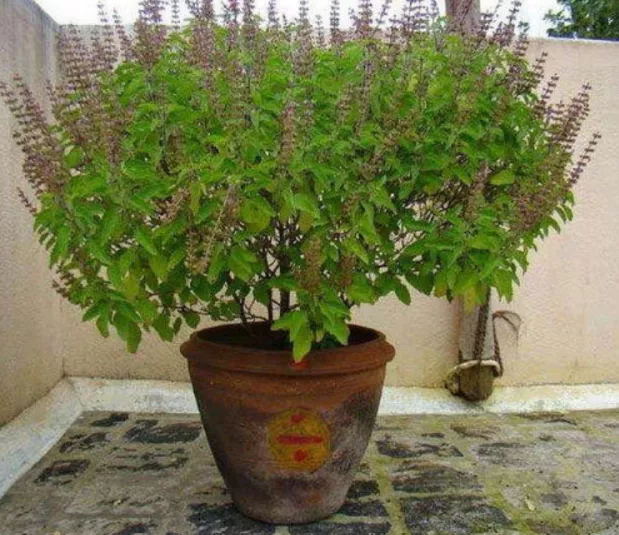 स्वदेशी मंच की प्रेस वार्ता में तुर्किए के खिलाफ विरोध जताते कार्यकर्ता