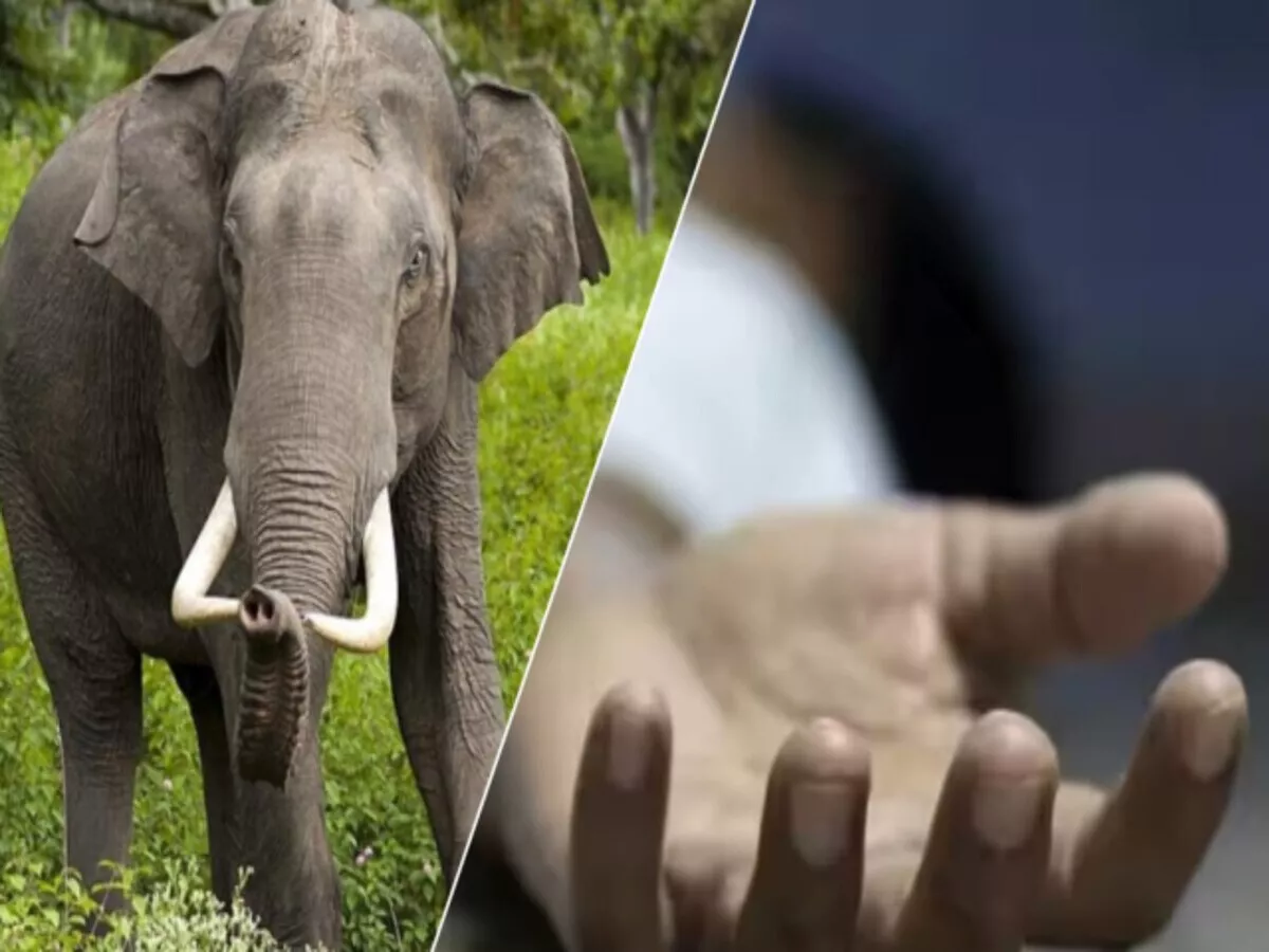 लातेहार में जंगली हाथी के हमले में बुजुर्ग की मौत