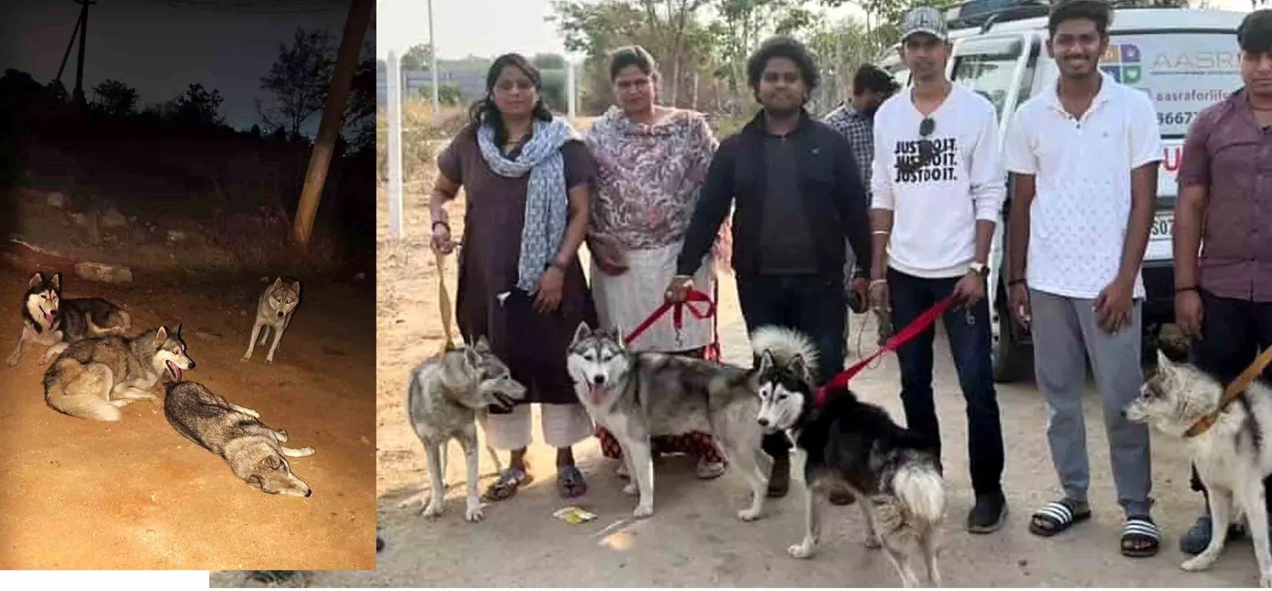 लावारिस छोड़े गए हस्की कुत्तों का रेस्क्यू