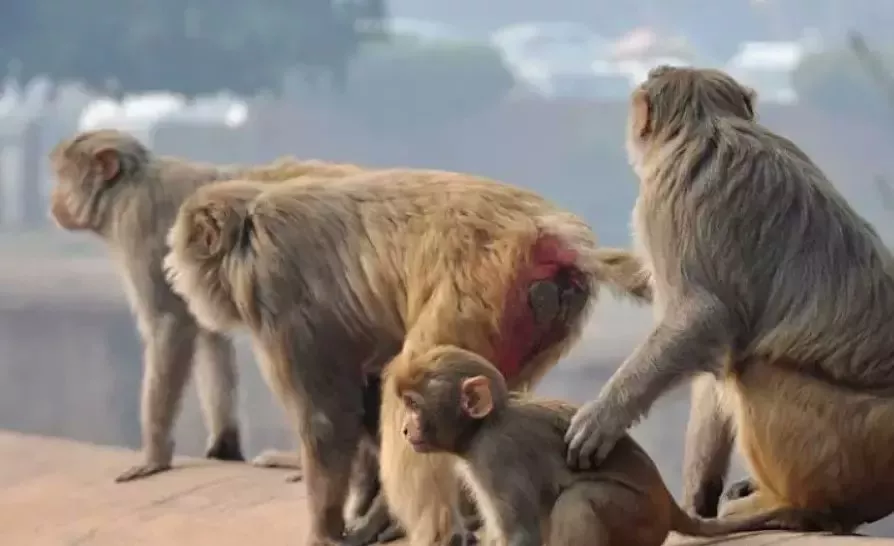 येलारेड्डीपेट में 40 बंदरों की मौत से दहशत