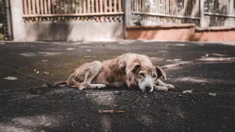 गर्मी में बीमार पालतू जानवरों का इलाज करते डॉक्टर
