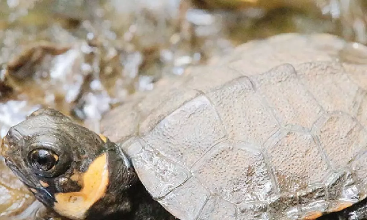 अवैध बिक्री के लिए रखे विदेशी कछुए पुलिस ने जब्त किए