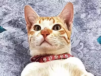 हैदराबाद में पालतू बिल्ली चोरी का मामला