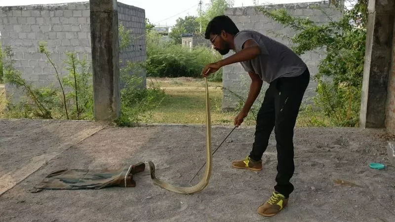 सीसीएमबी अध्ययन में सामने आए साँपों के हॉटस्पॉट